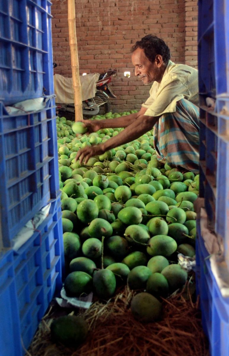 Mangoes being sorted out at the wholeseller's