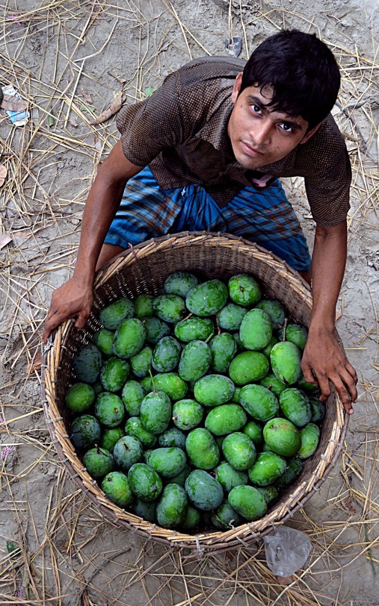 A typical basket for tranporting mangoes from orchards to wholesellers (about 50 KG payload)