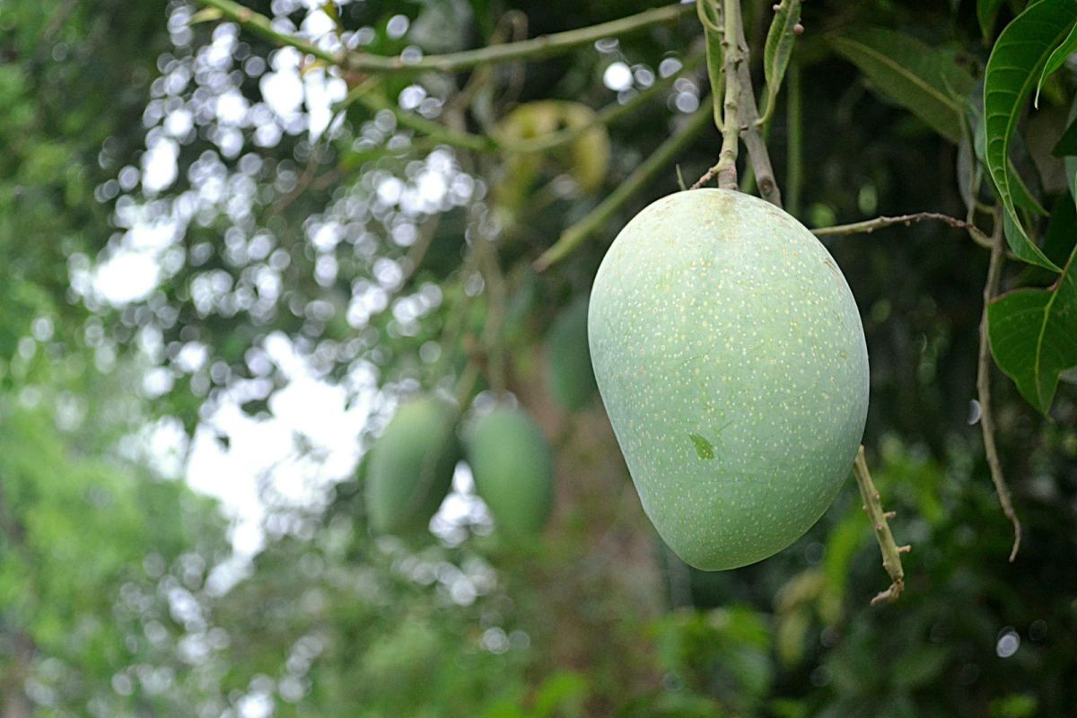 "Aam Bagans" or mango orchards occuply the majority of the lands of the mango growing regions of Rajshahi, Chapainawabganj, Nawabganj & Dinajpur
