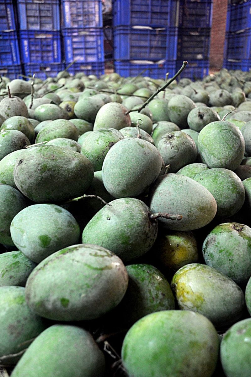The wholesellers purchase mangoes from different orchards and thereafter sort out the mangoes and lay them out for breathing