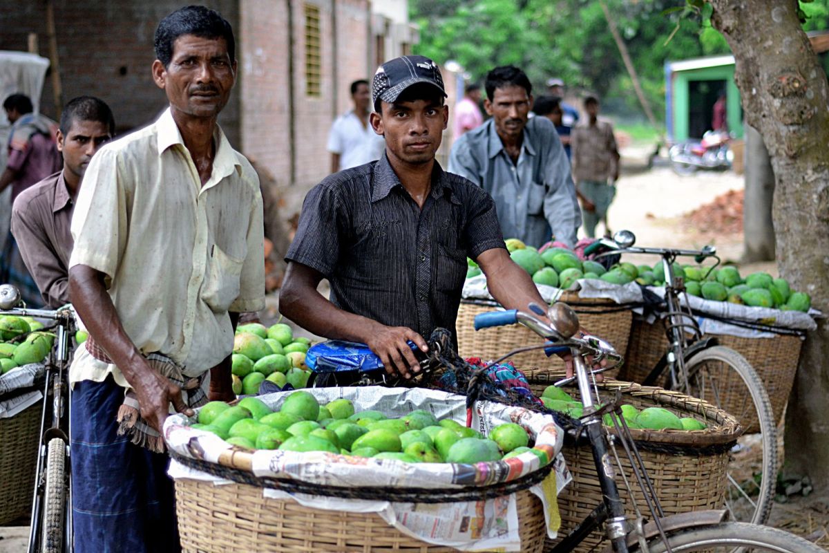 Mangoes en-route on cycles to wholesellers