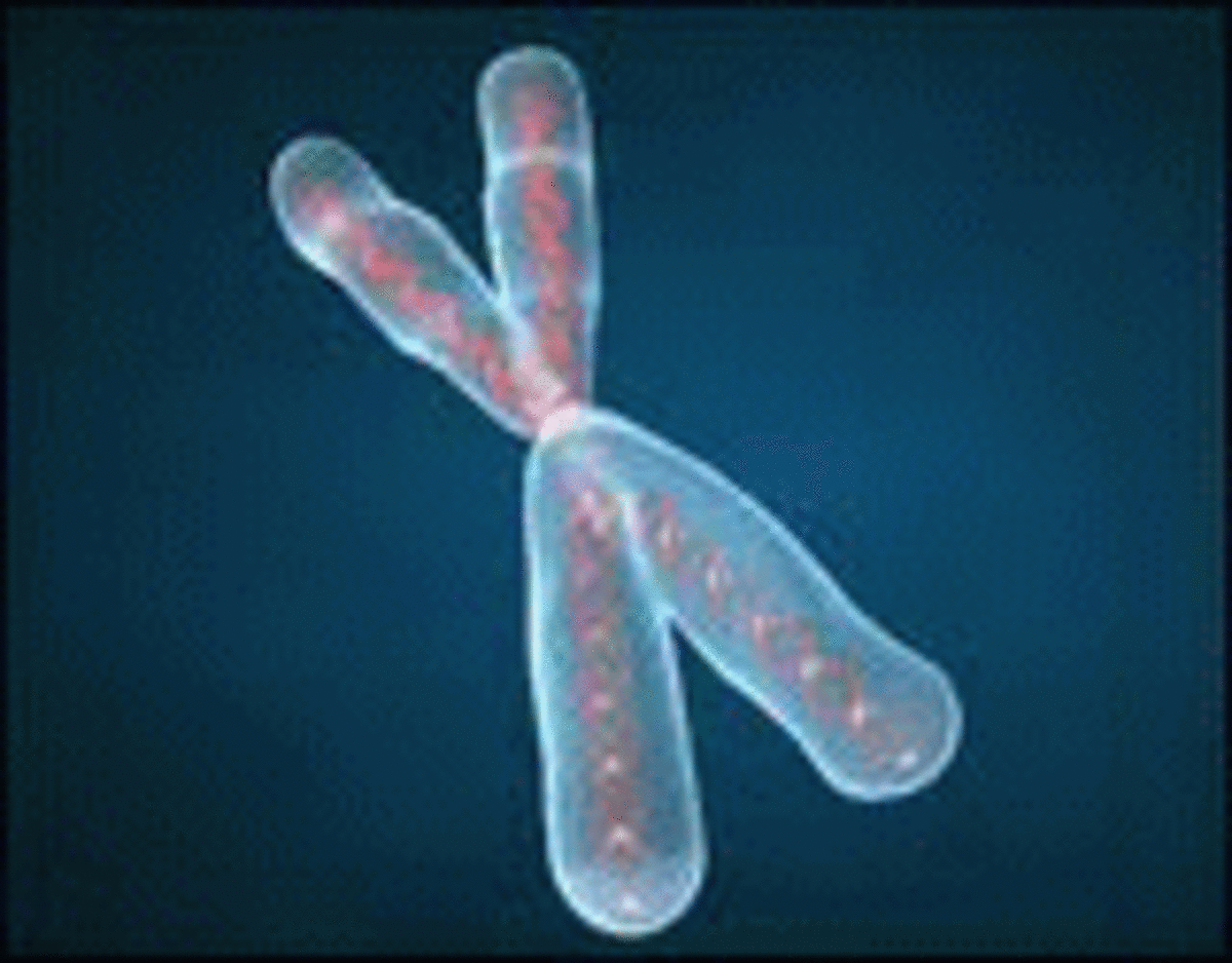 Picture of the Fragile X gene