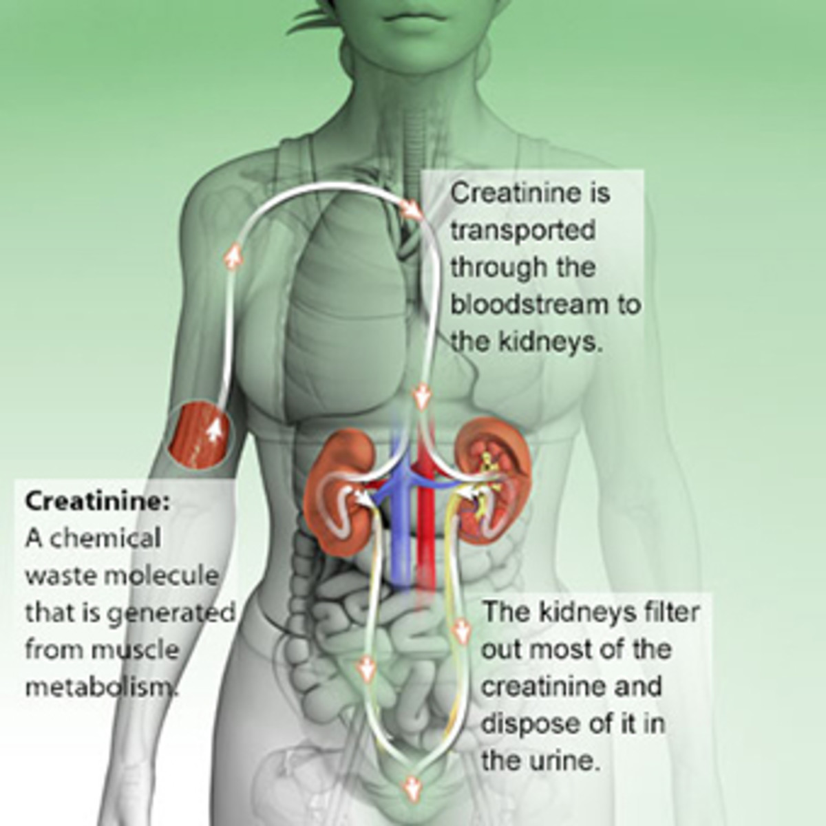 Creatinine Level in Blood. Как понять что почки плохо работают у мужчин. Как понять что почки плохо работают у женщин.