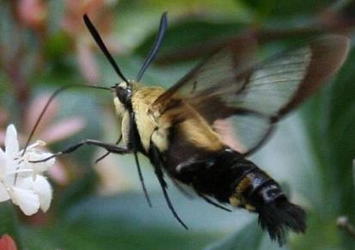 moths-are-way-better-than-butterflies