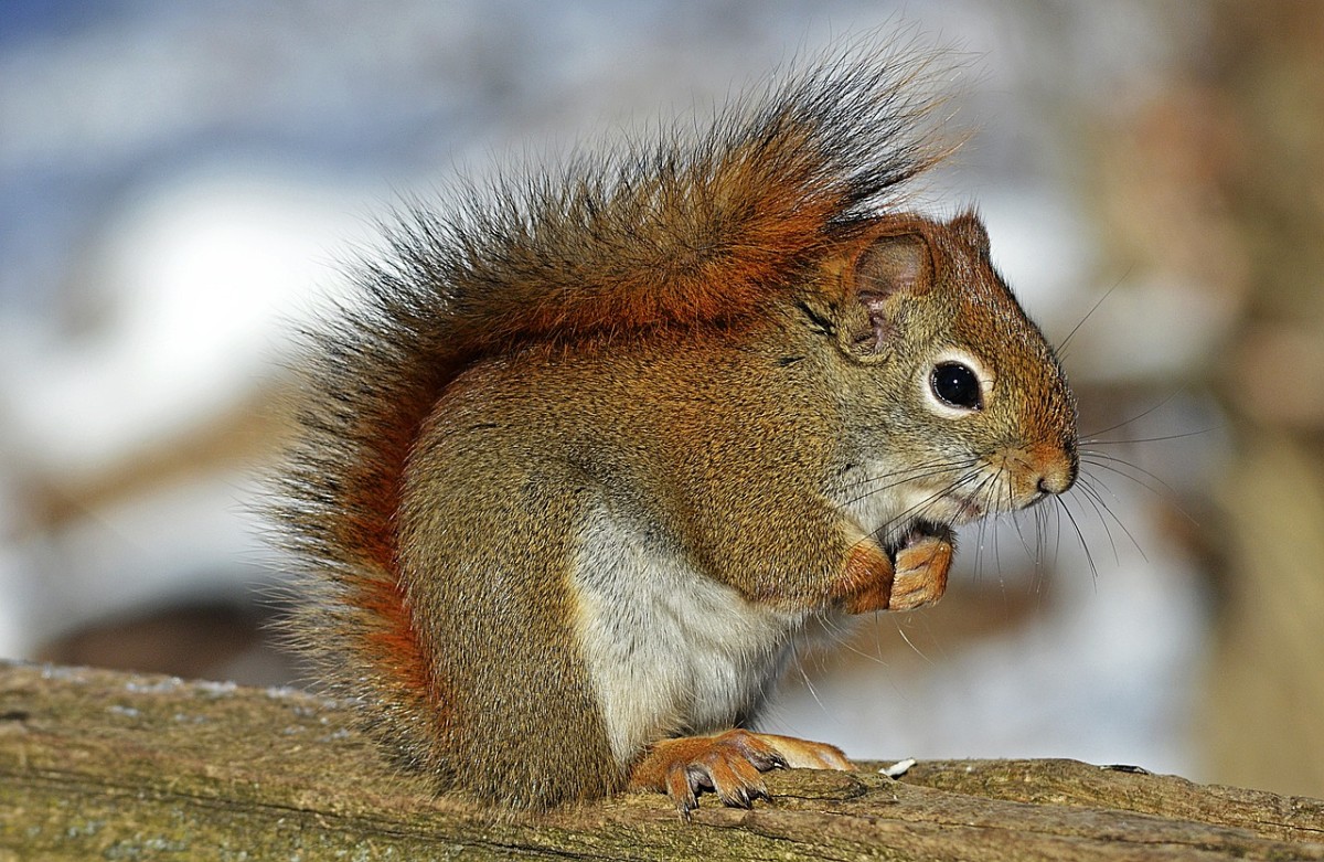get-rid-of-red-squirrels