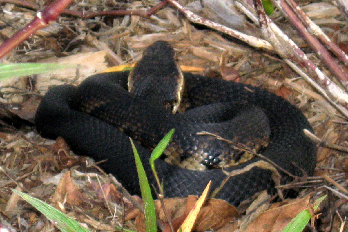 I took this photo of a cottonmouth in Florida. A rubber snake is a better choice, in my opinion. 