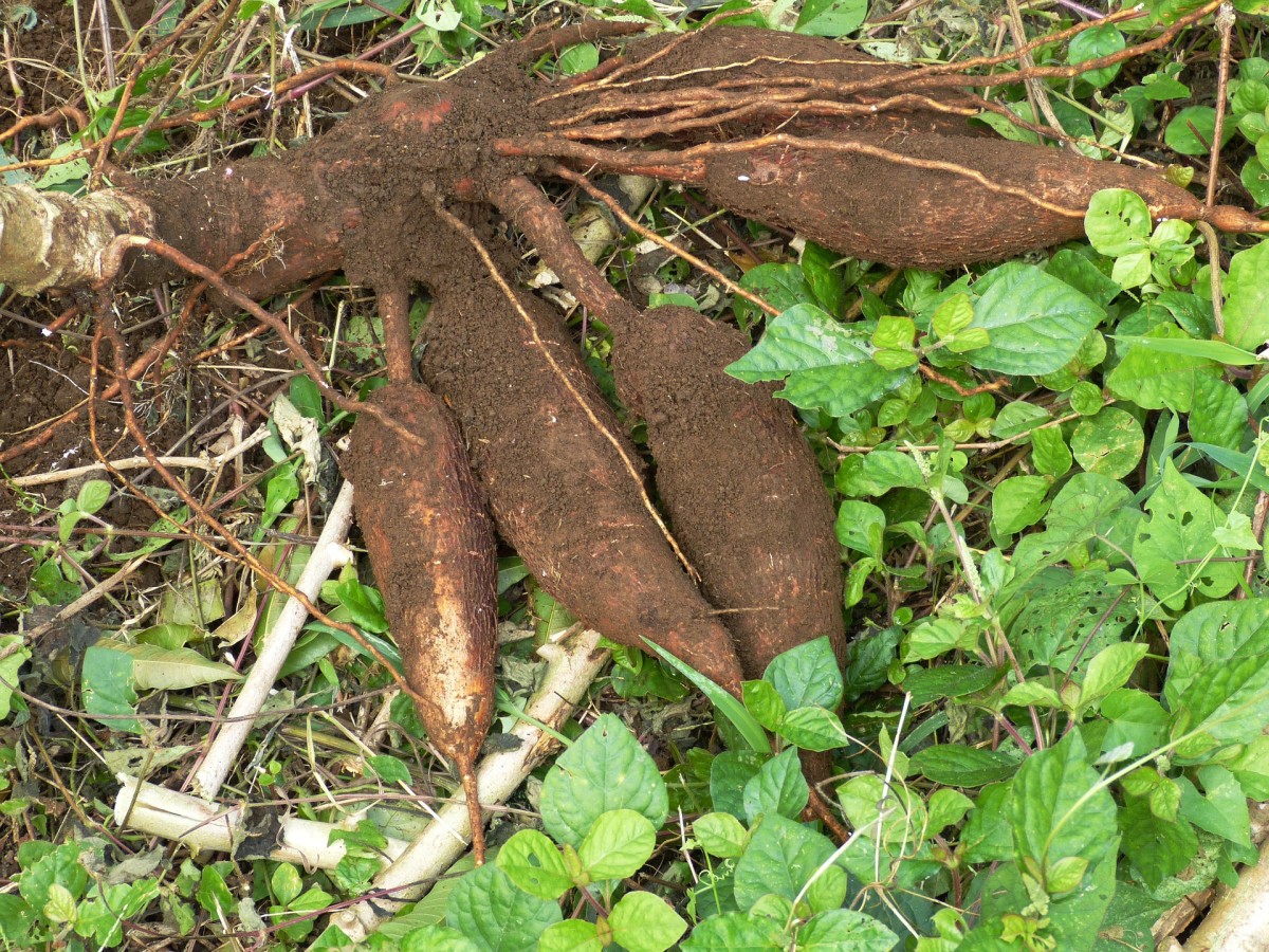 Traditionally Prepared Cassava