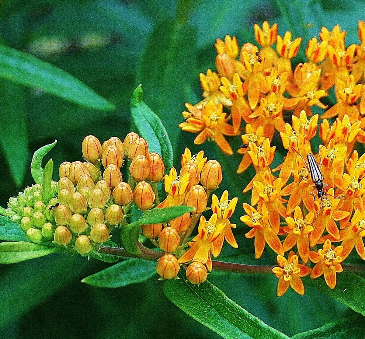 As the flower heads of butterfly weed open, the intensity of its small orange flowers increase in intensity.