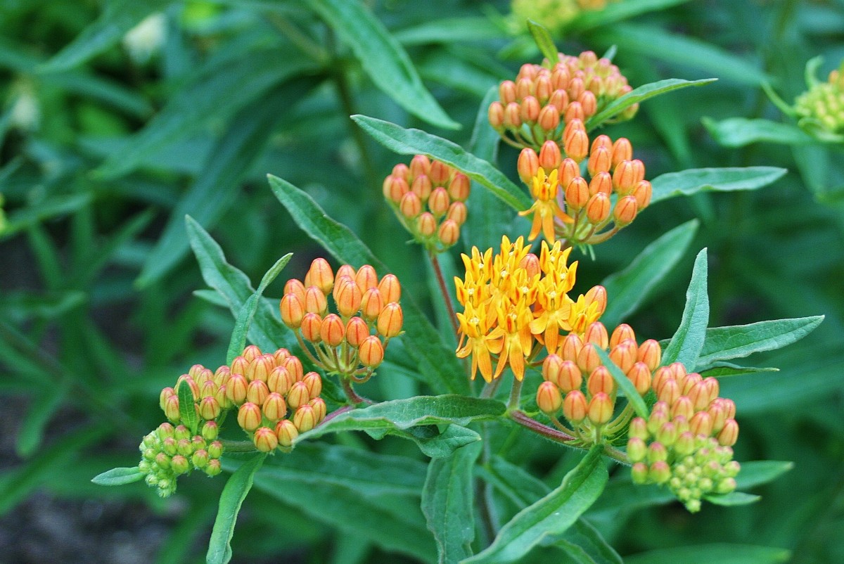 With its soft, creamy Orangesicle color, butterfly weed flower buds have a delicate beauty.
