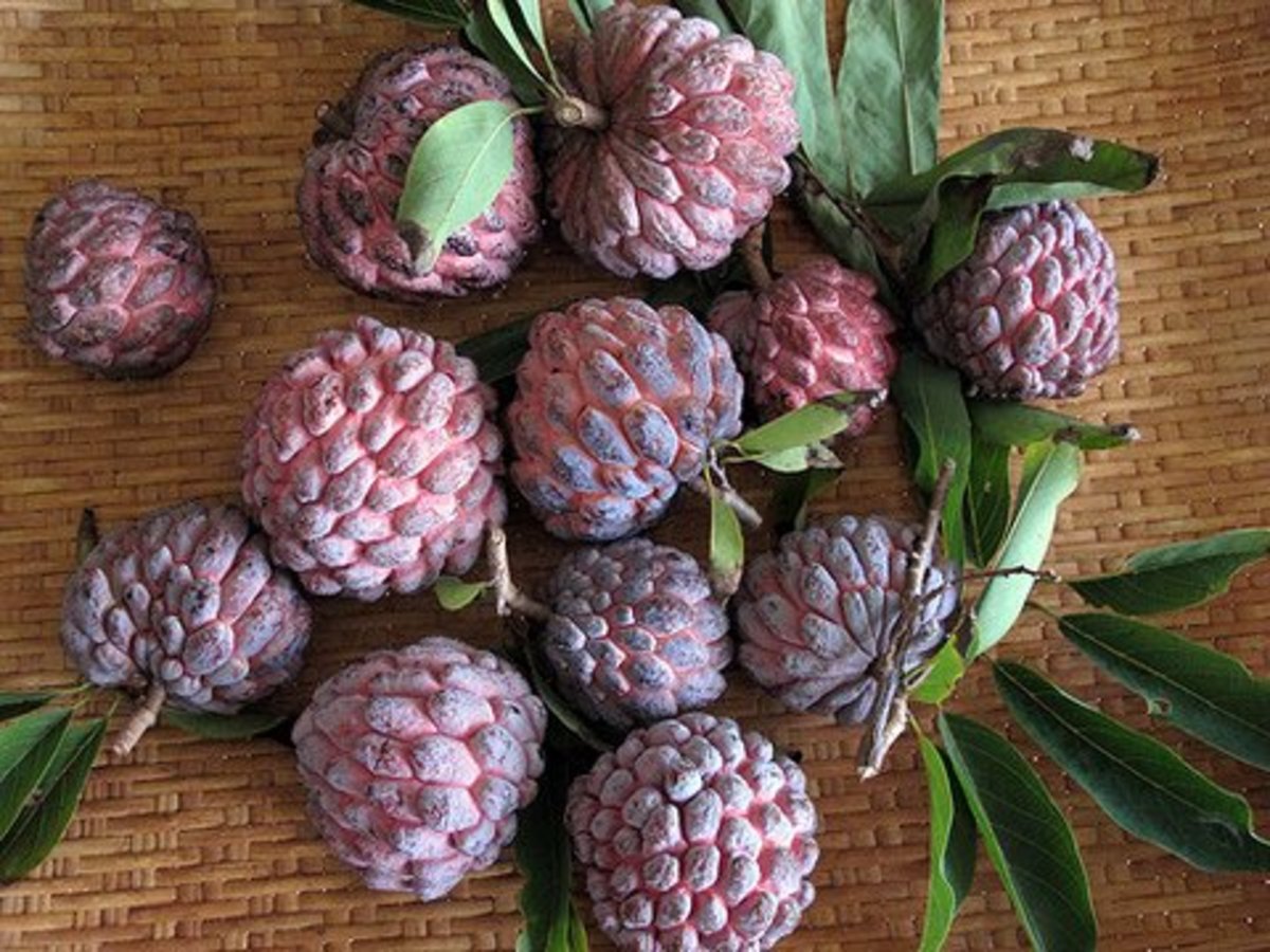Sweetsop aka Custard apple variety with a red skin that looks more striking. This variety is called Red variety Kampong Mauve