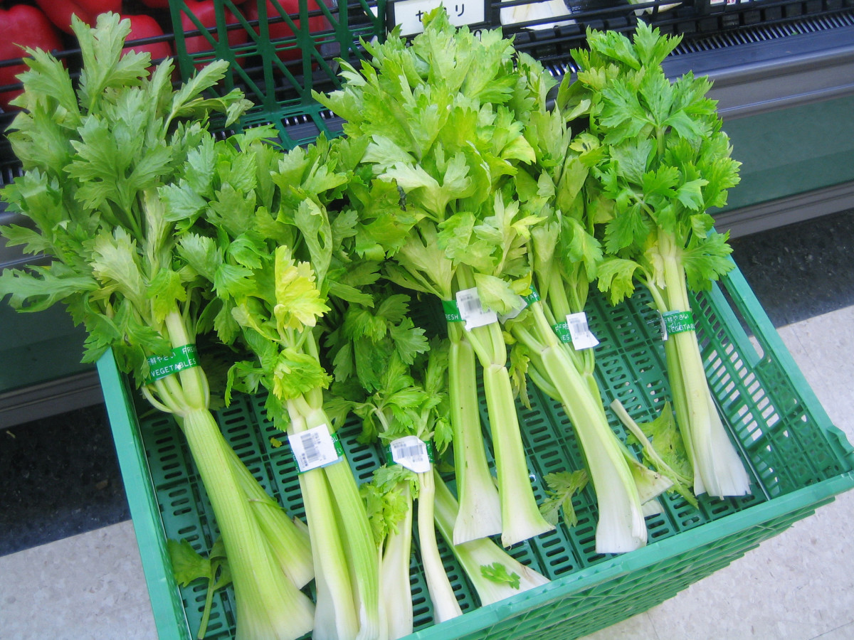 Nutritional Benefits of Celery, Celery Seeds, Celery Juice and Celery Oil