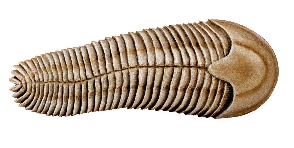 Spriggina - one of the earliest arthropods.