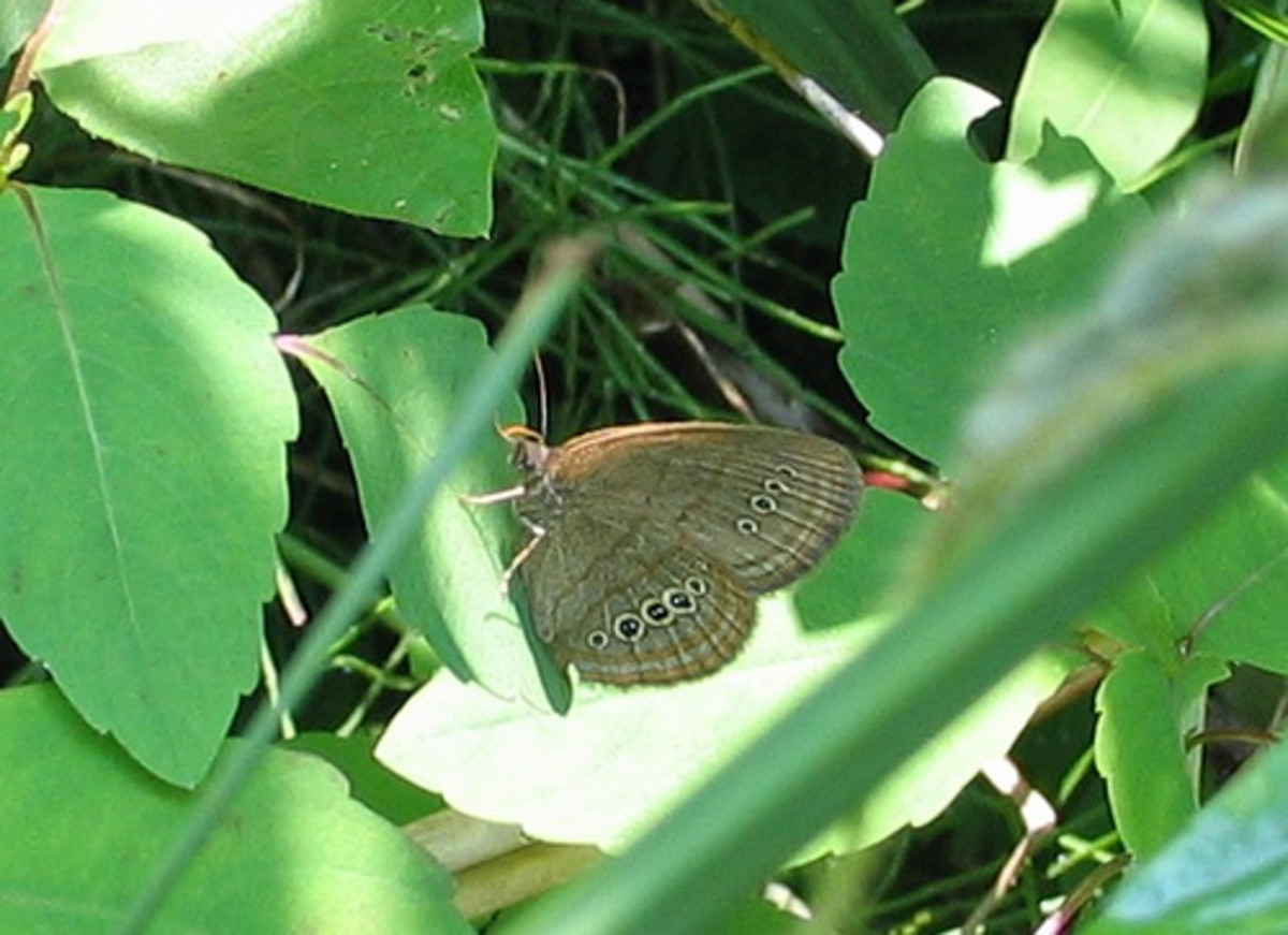 Mitchell's Satyr Butterfly