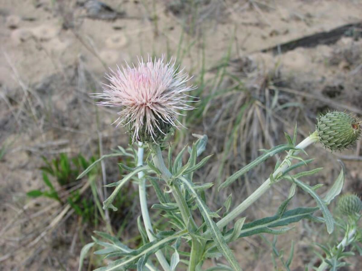The shoreline of the Great Lakes provides a home to Pitcher’s thistle