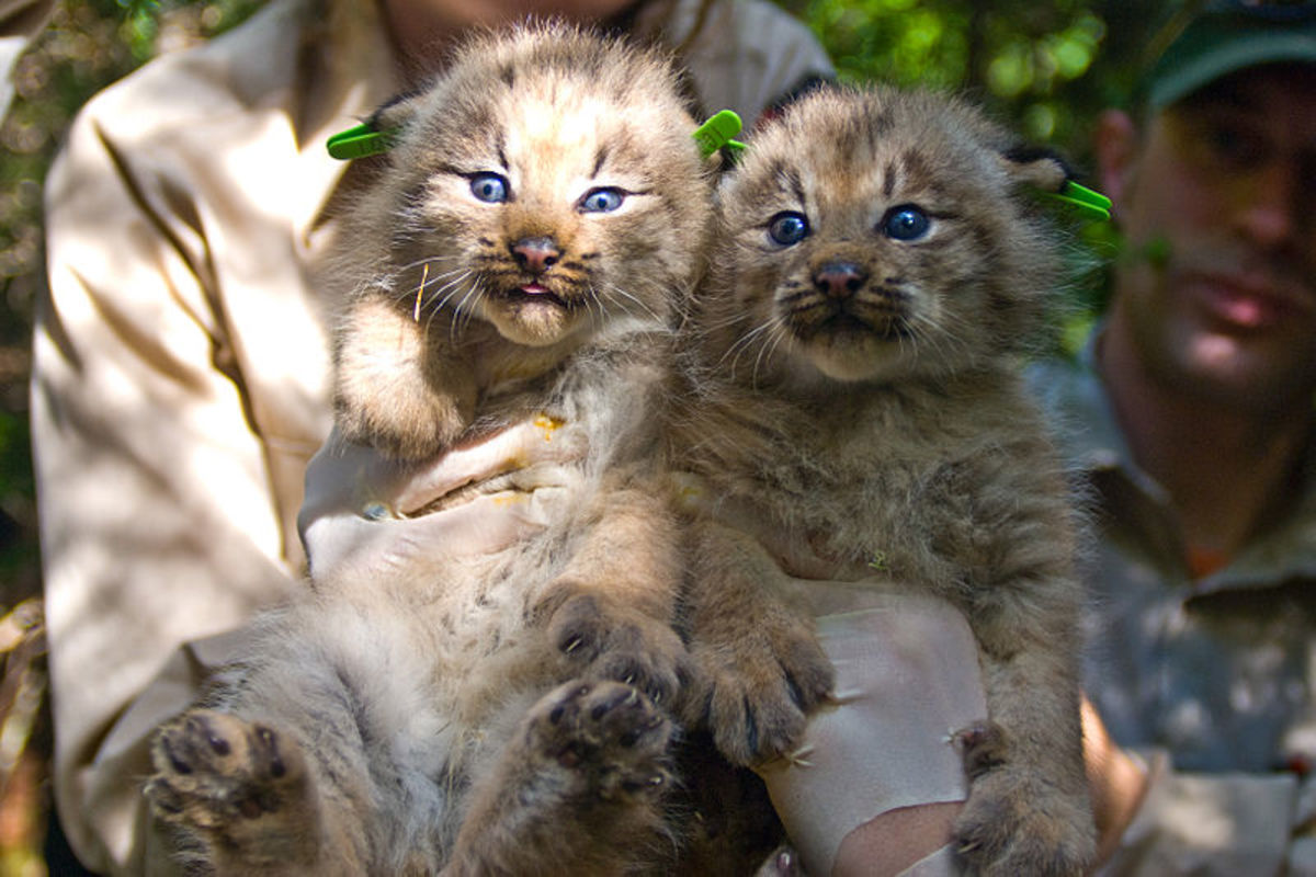 Canada Lynx kittens