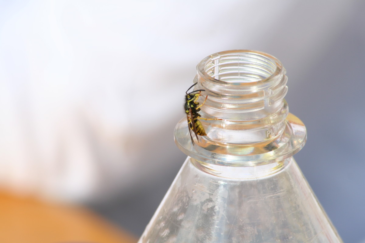 Wasp on a bottle neck