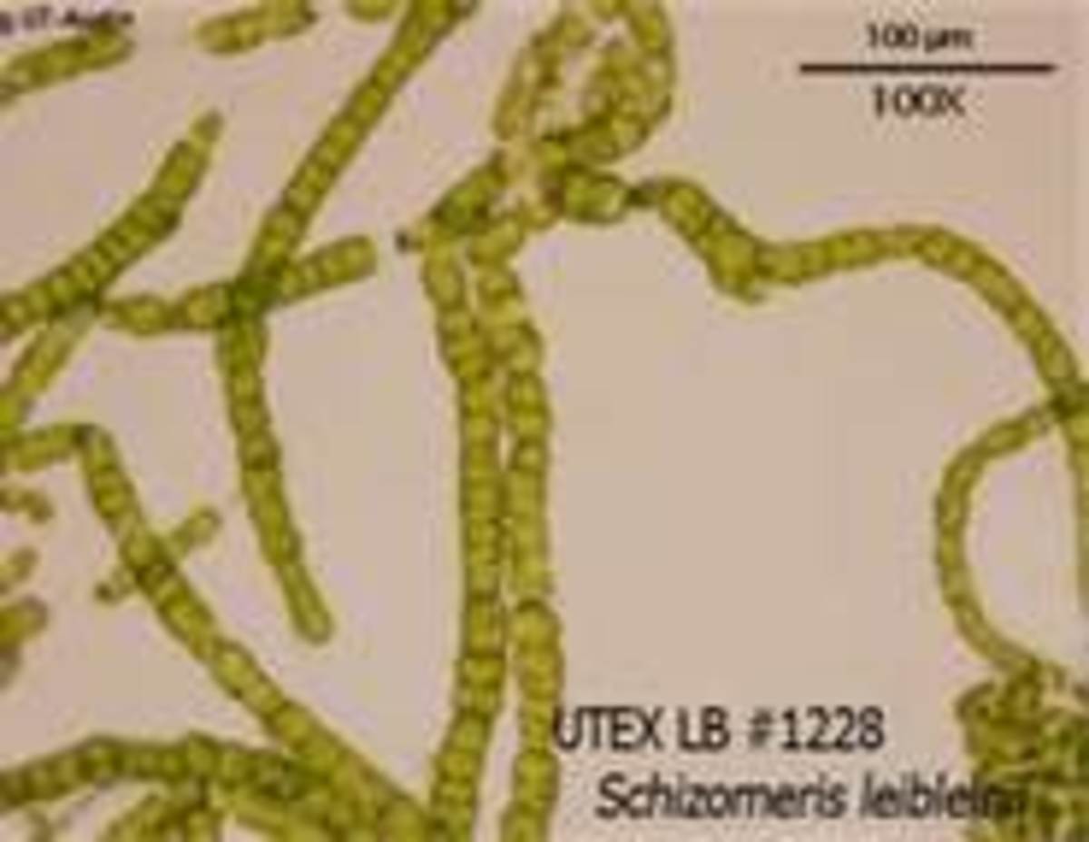 Schizomeris leibleinii  found in Littoral region
