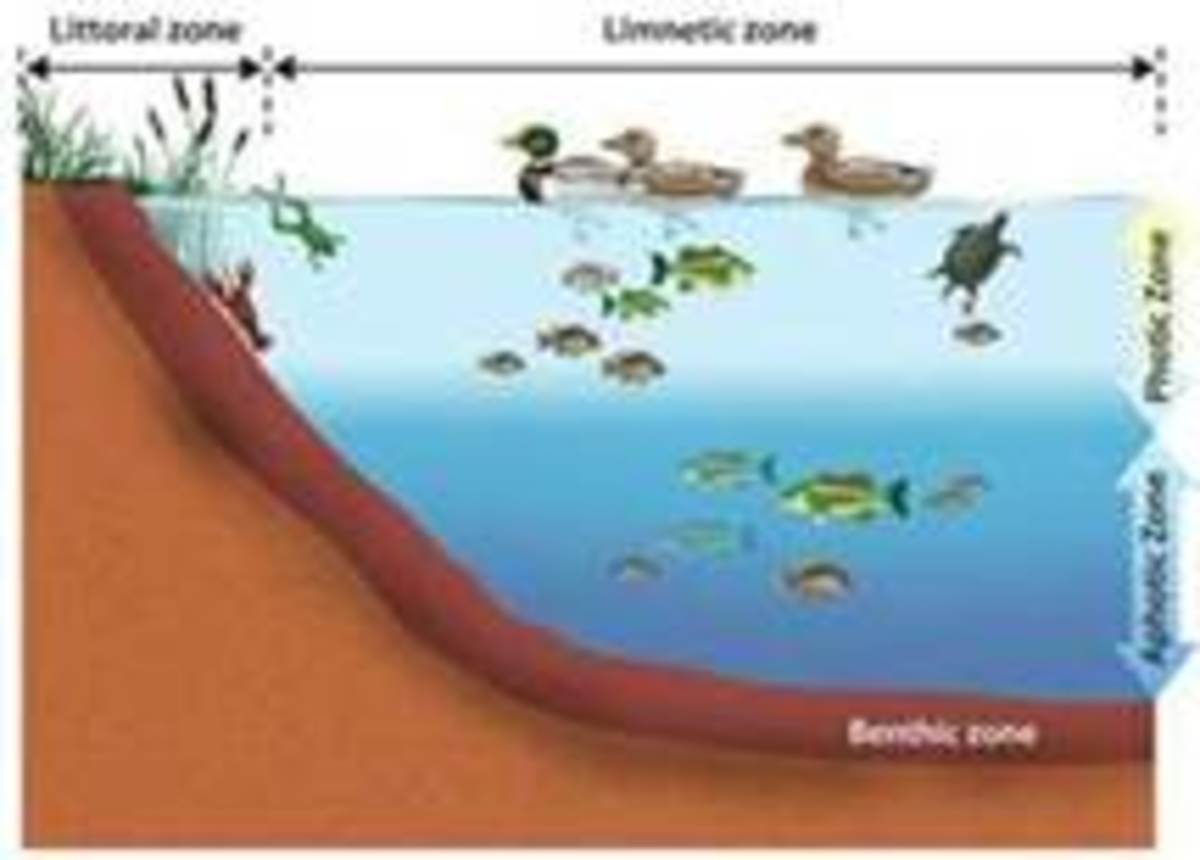 The Biodiversity of Organisms Found in Curtz Pond Littoral Photic and Littoral Aphotic Zones