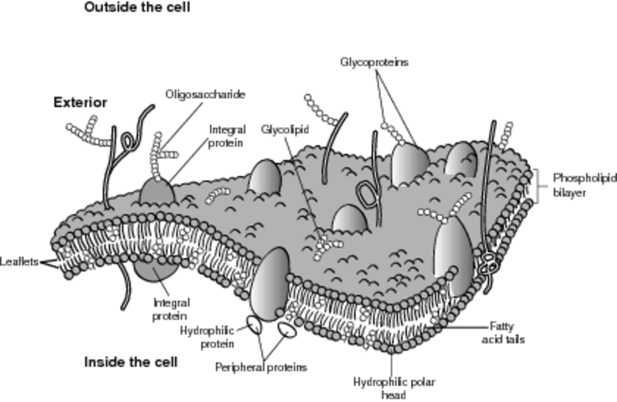 ocr-biology-revision-part-3-cell-membranes-and-signalling