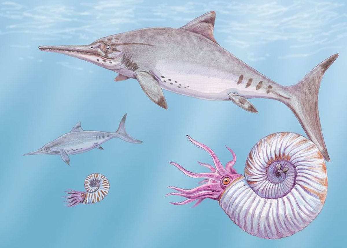 An ophthalmosaurus swimming past an ammonite in the warm Jurassic seas.