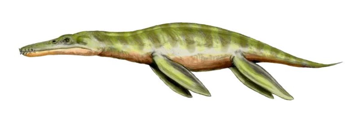 Liopleurodon was the largest predator of all time, growing in excess of 70 feet in length. Its head alone took up more than a third of its body length.