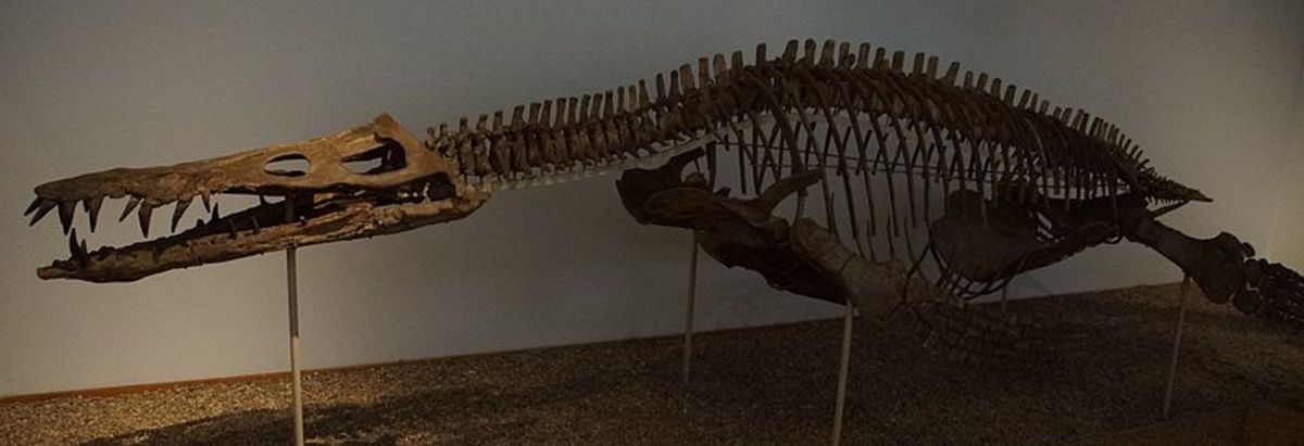 A fossilised skeleton of liopleurodon, showcasing that massive jaw and those formidable teeth, which incidentally are the biggest known.