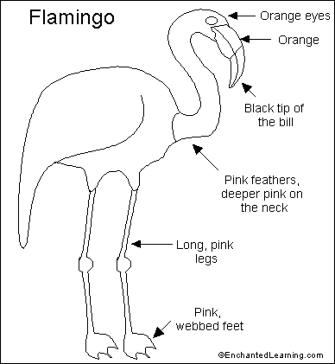 Fig 7:  Flamingo body color map .