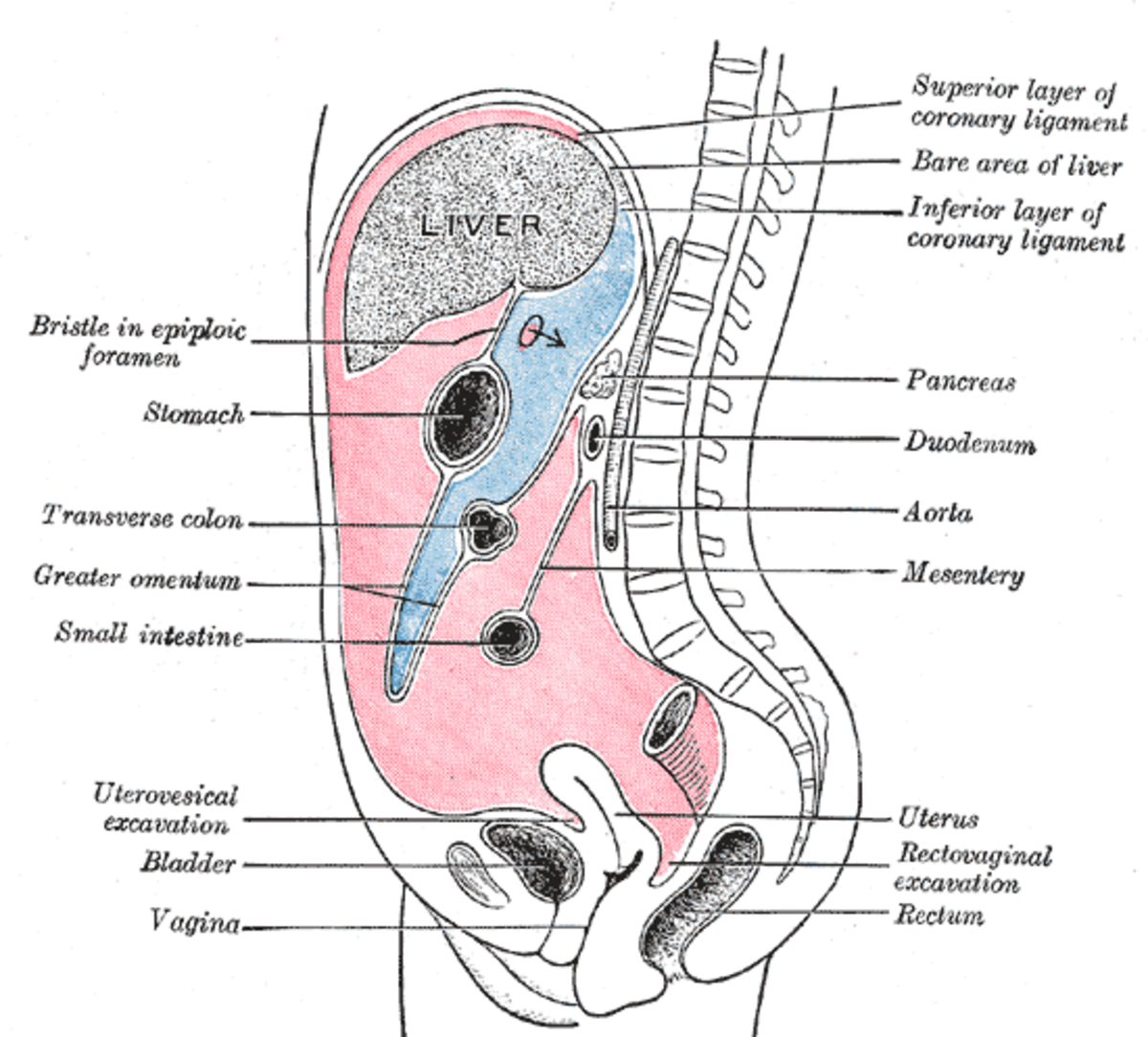 The peritoneum surrounds the entire abdominal cavity, within which water cushions each organ (red and blue).