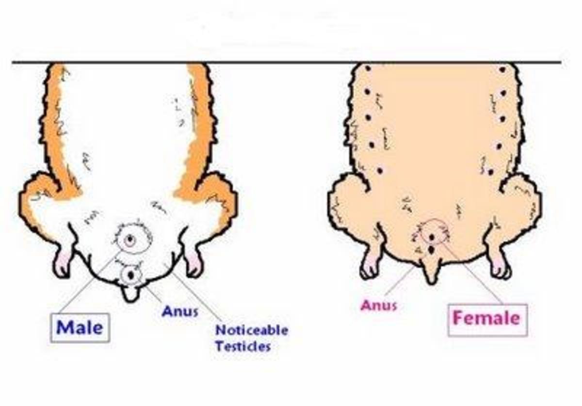 Female Hamsters have nipples while males do not. At about four weeks of age you should see a scrotum and testicles on a male hamster. 