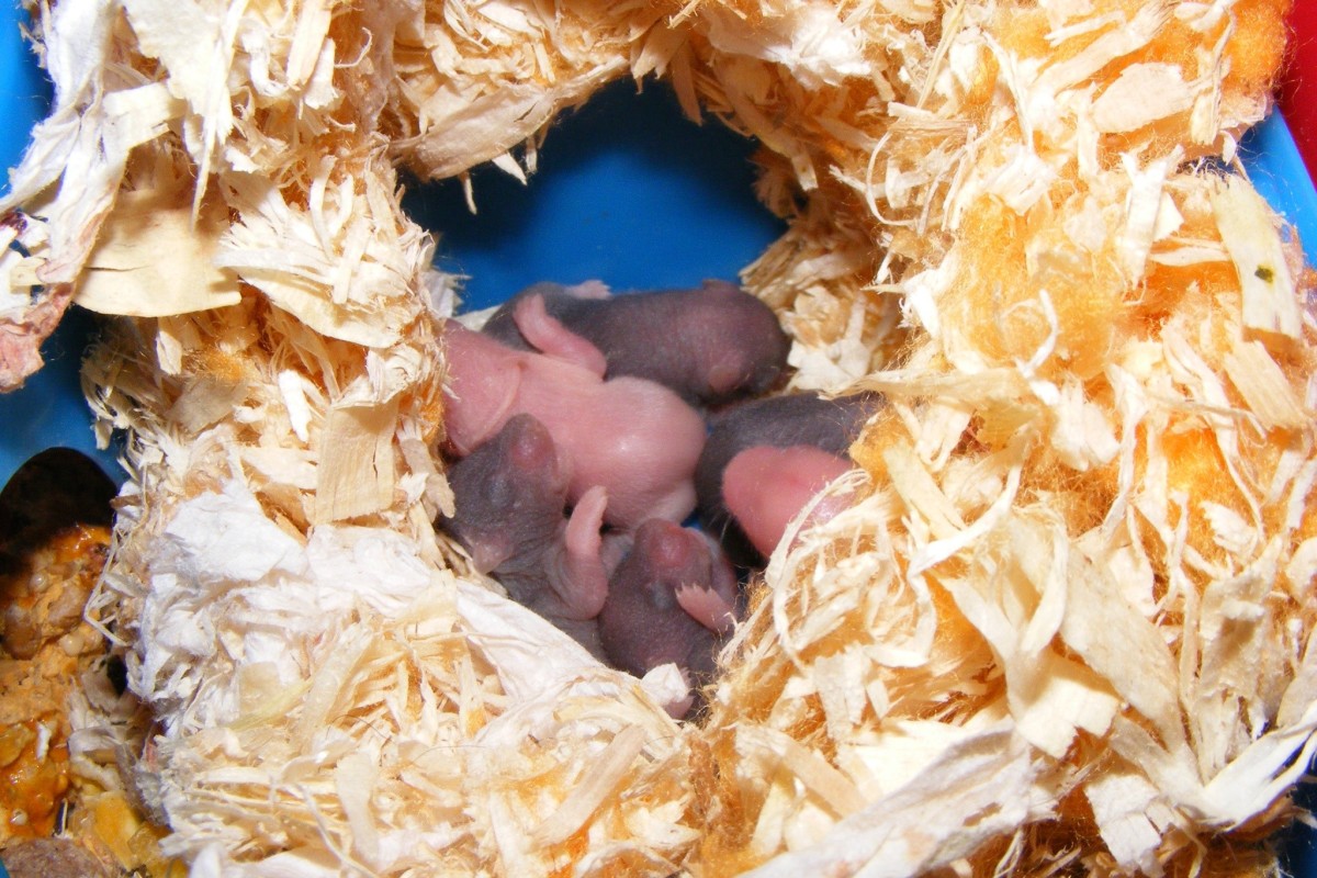 These are newborn baby hamsters. Notice how very small they are. I have one Syrian female who usually has 12-14 in every litter and she raises all of them.