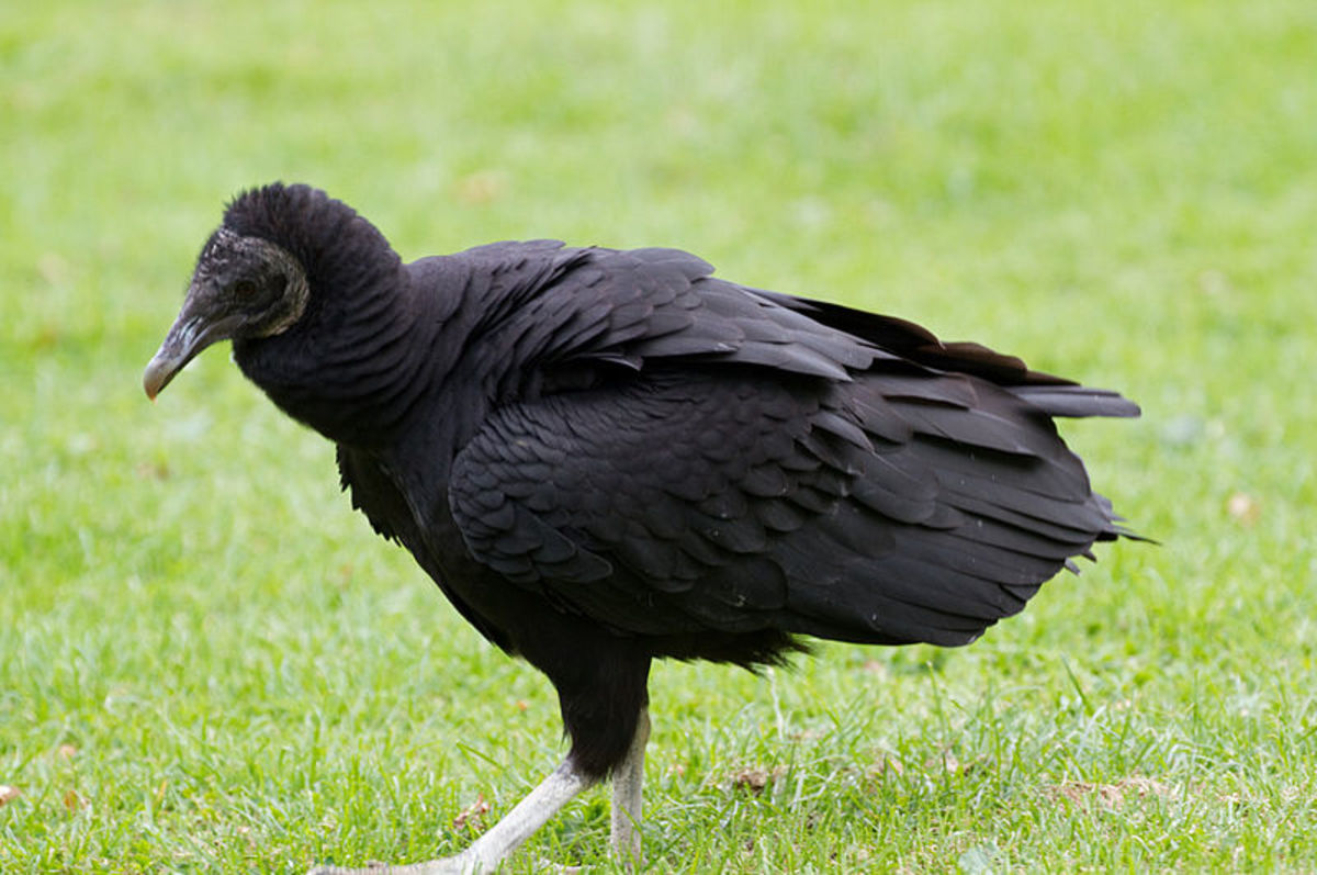 Black vultures live closely with turkey vultures and can be found side by side in roosts and at feeding sites. 