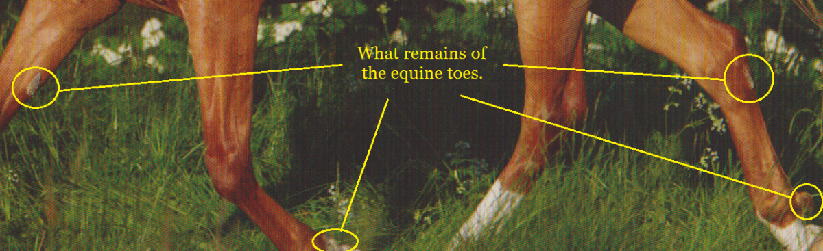 Equine Domestication Hubpages