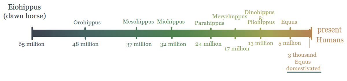 Equine Domestication Hubpages