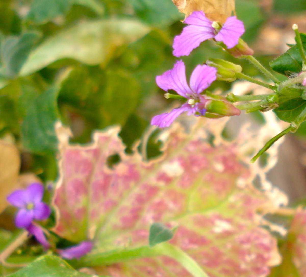 Violet-coloured Flowers in the Shape of a Cross