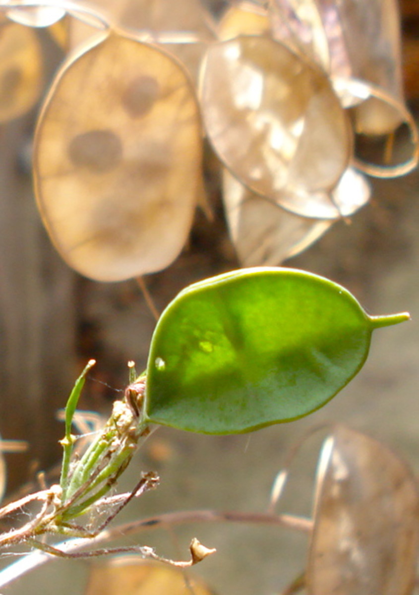 Coin-shaped Green Pod Among Some Already Drying