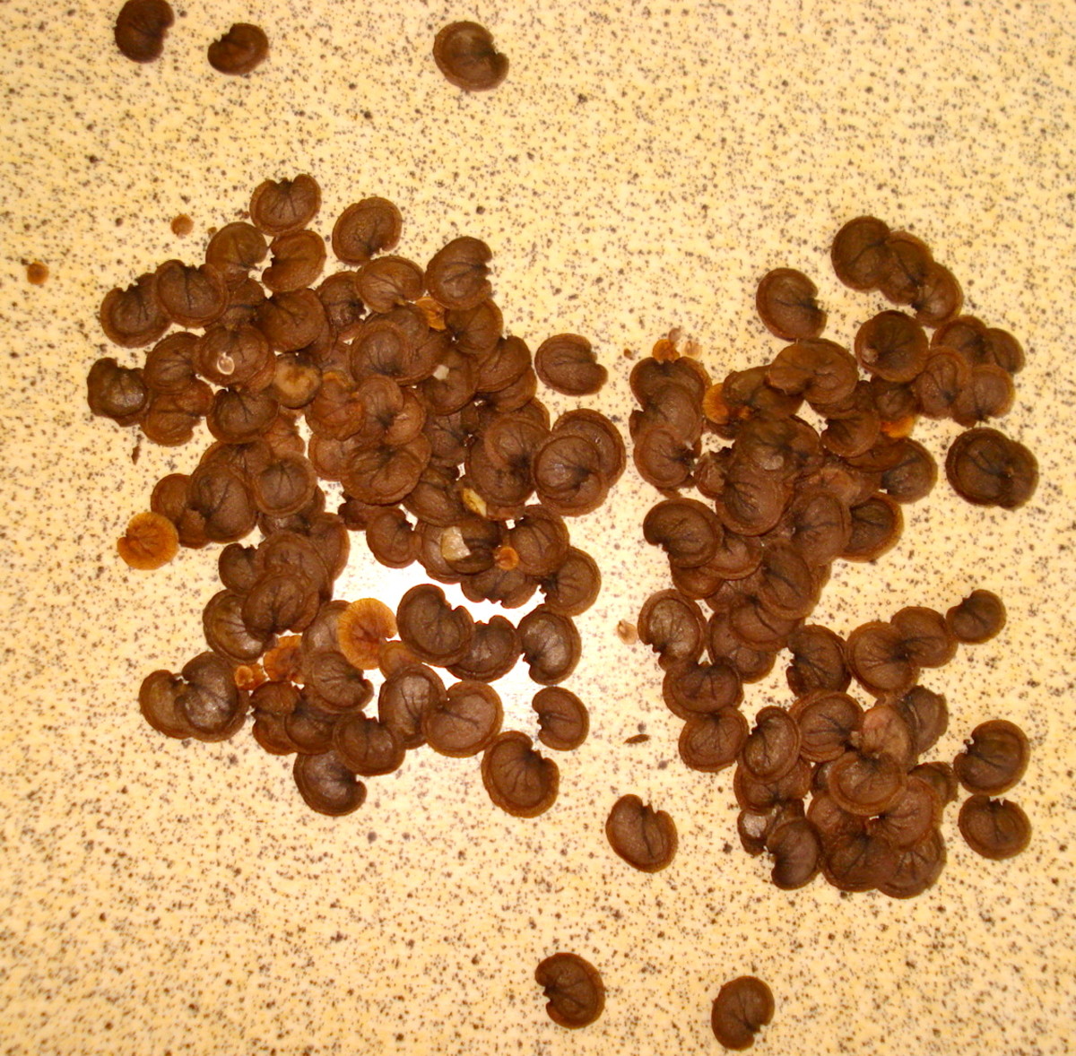 The Large, Heart-shaped Seeds