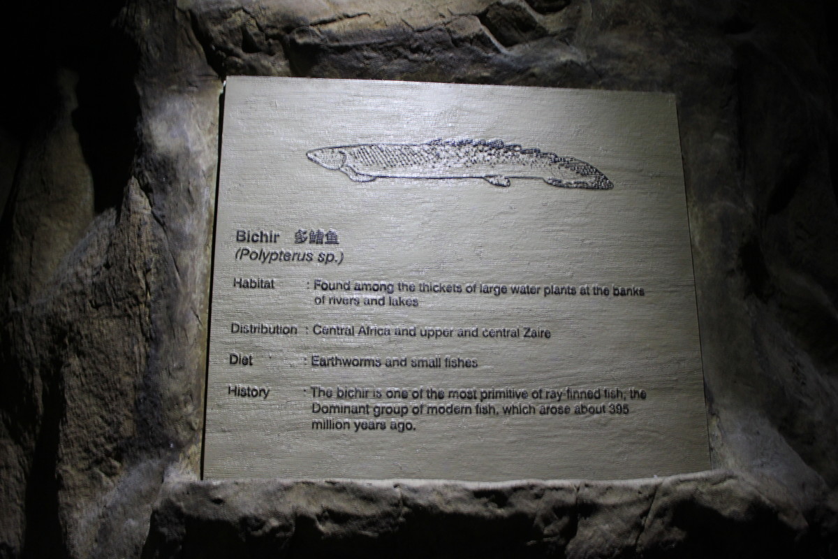 The description outside the Bichir exhibit at the KLCC Aquaria,mentioning that Bichirs have been in existence for over 395 million years.