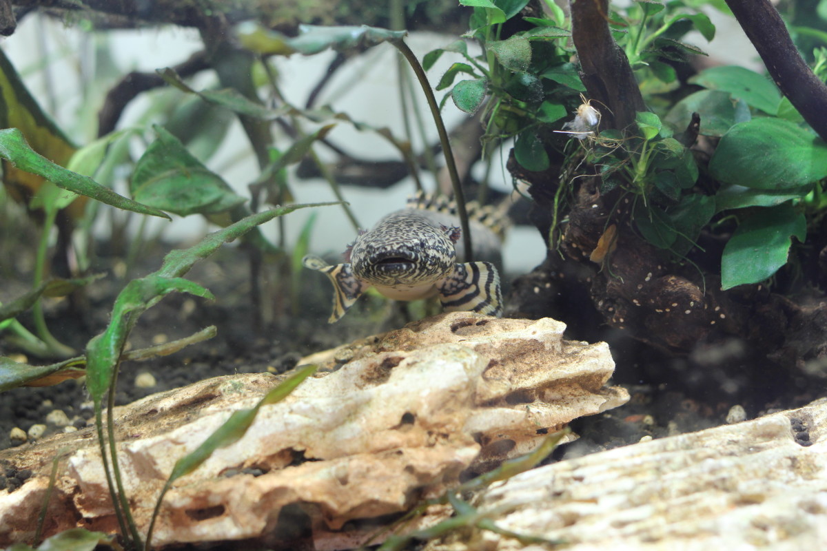 my-experience-with-the-senegal-leopard-bichir