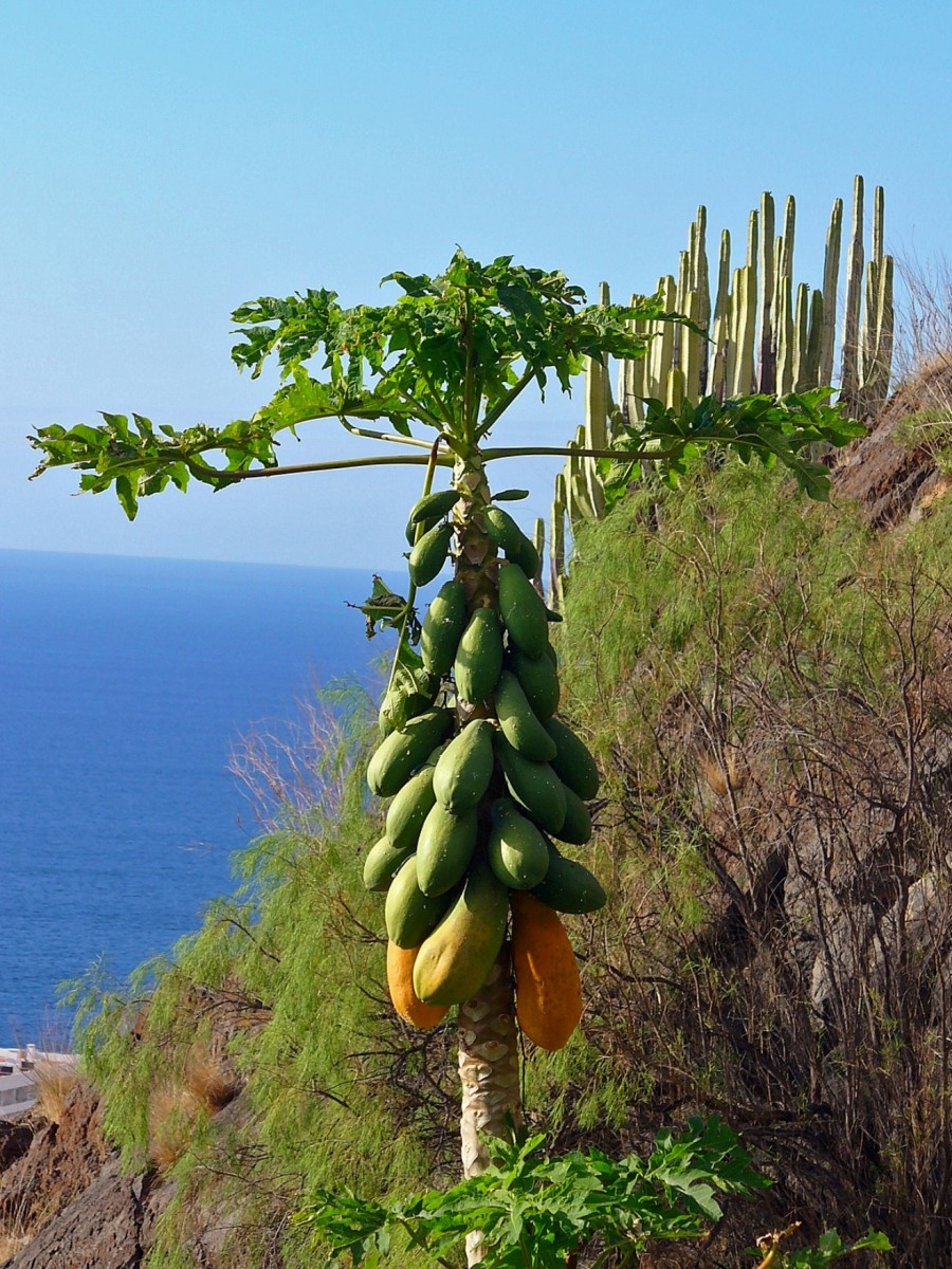 In the genus Carica, papaya fruit is commonly known as pawpaw or even papaw in different countries.