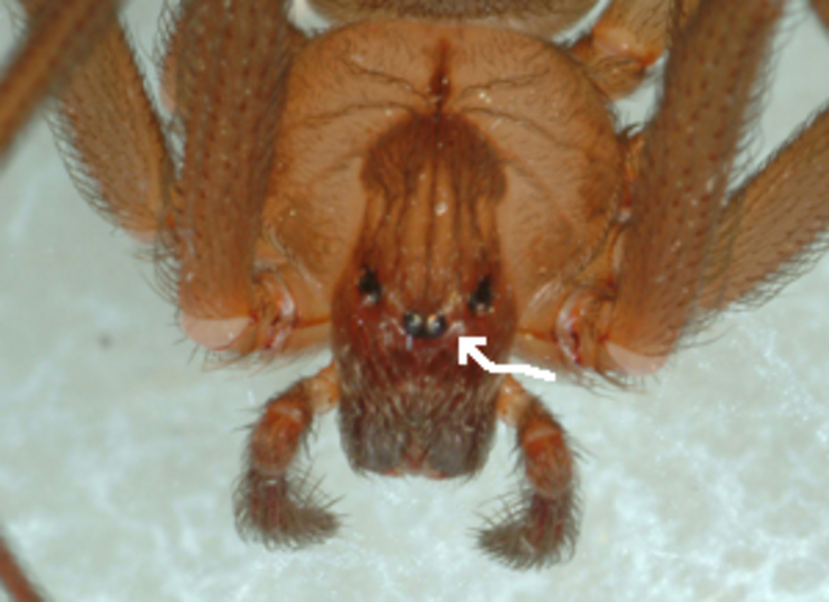 the-brown-recluse-or-violin-spider