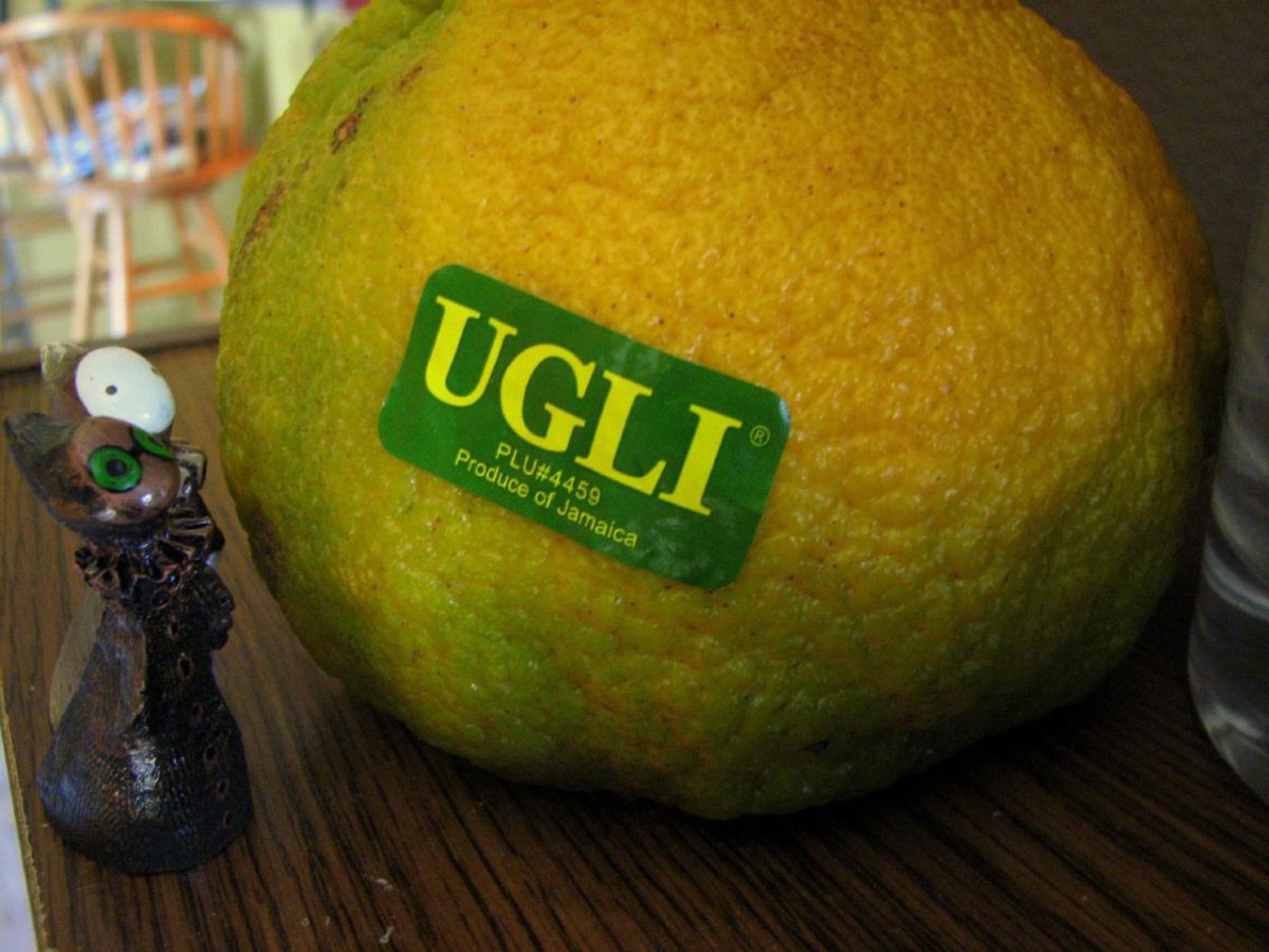 the trademark sticker of Ugli by Cabel Hall Citrus Limited who are based in Grand Cayman, Cayman Islands.