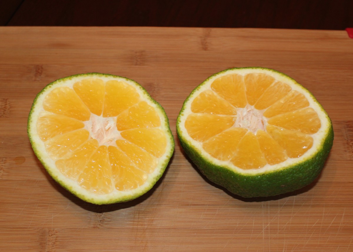 with its size it looks like a grapefruit and may be sliced in half and eaten as one.