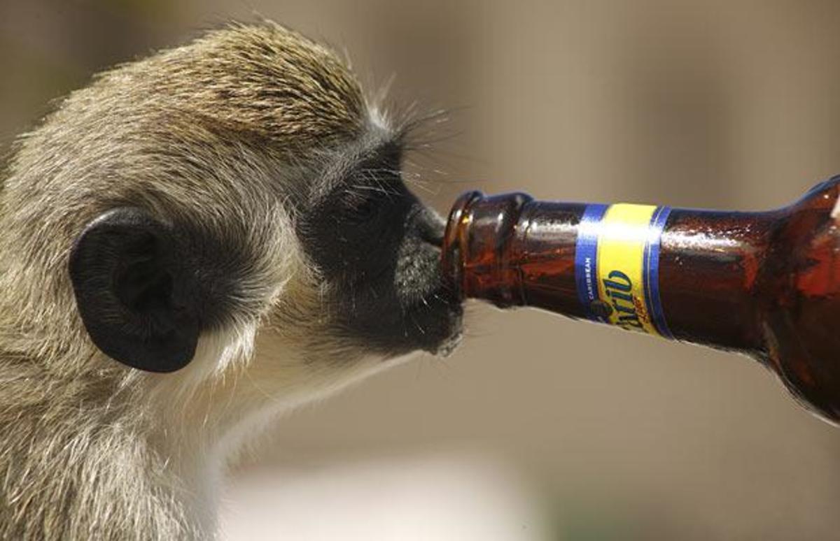 Monkey drinks Carib, the local beer.