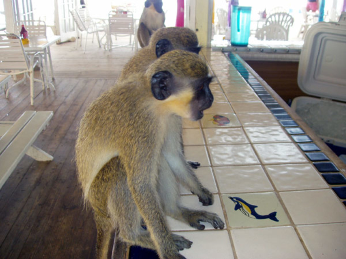 Facts about the Monkeys on the Island of Saint Kitts HubPages