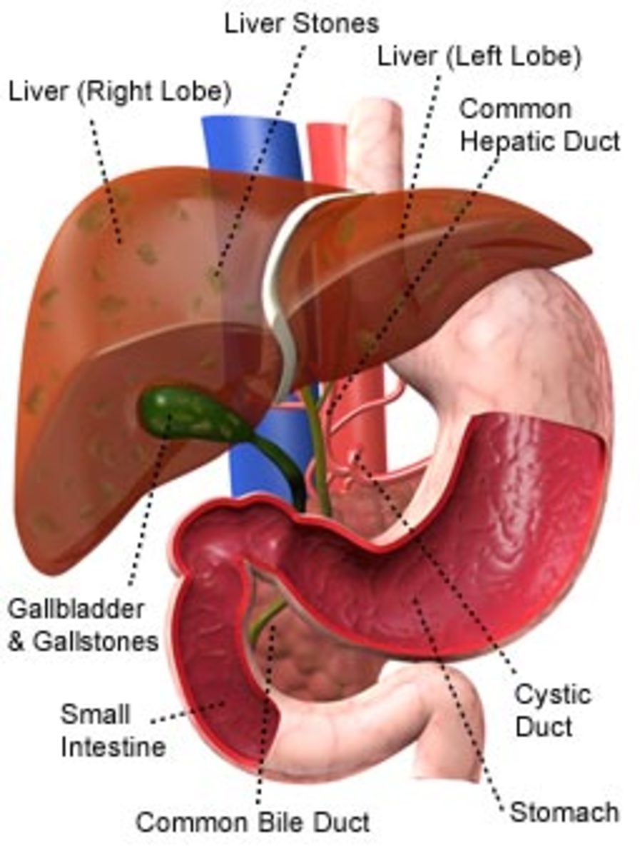 Position of the liver inside the body