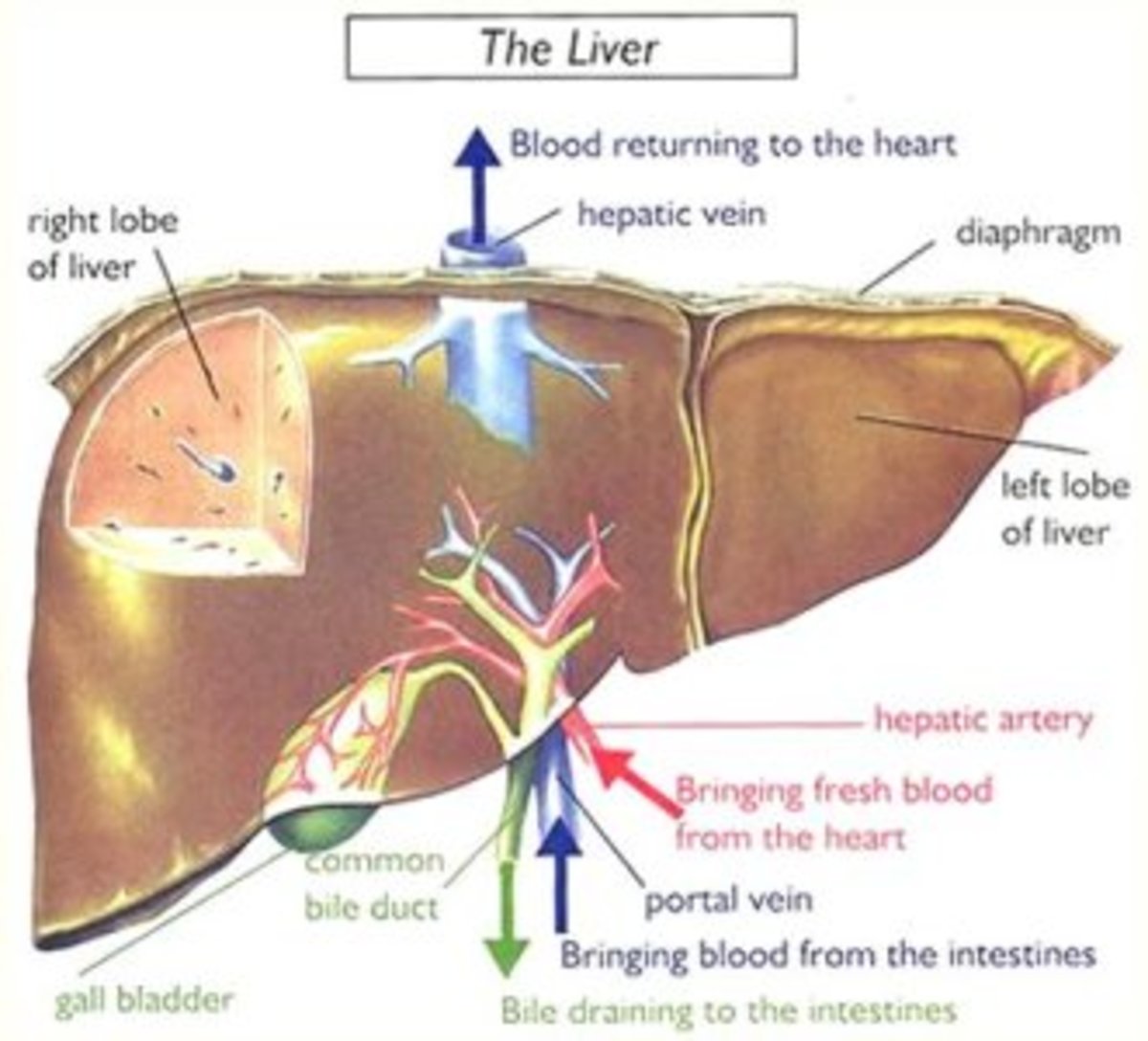 Structure of a human liver