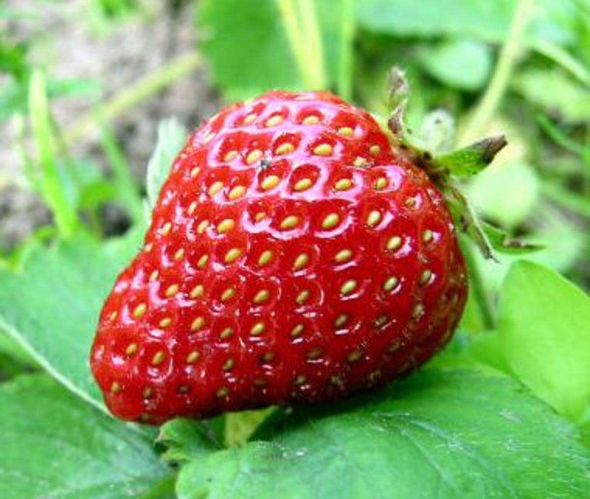 Soil Preparation Tips for Planting Strawberries