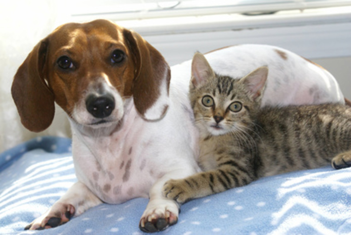 how-to-cure-your-pets-of-tapeworms