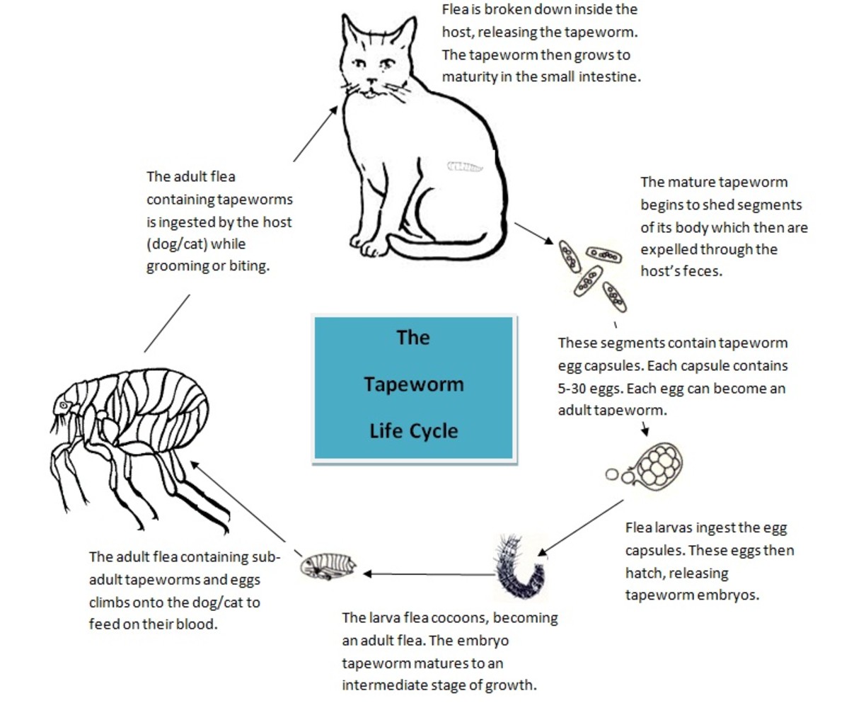 how-to-cure-your-pets-of-tapeworms