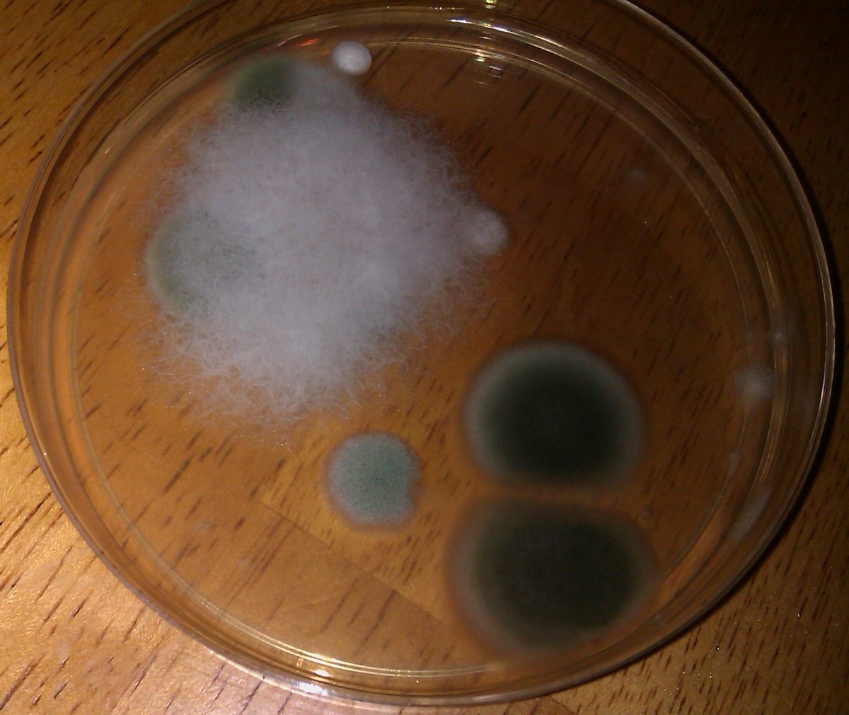 Black mold in a test kit petri dish